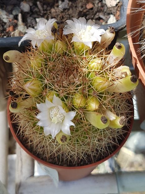 Mammillaria spinosissima - Mammillaria