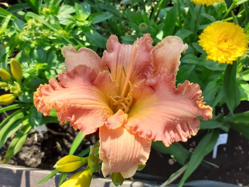 Spacecoast Starburst - Hemerocallis 2021