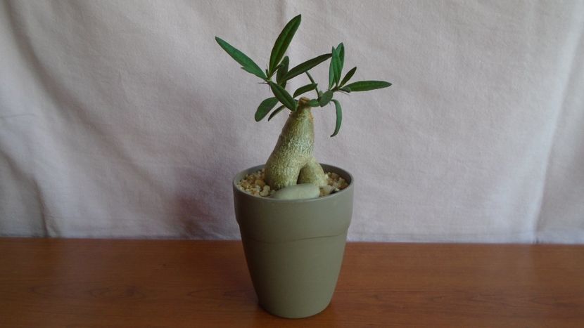 Pachypodium succulentum - Caudiciforme - pachycaule si bulboase 2021