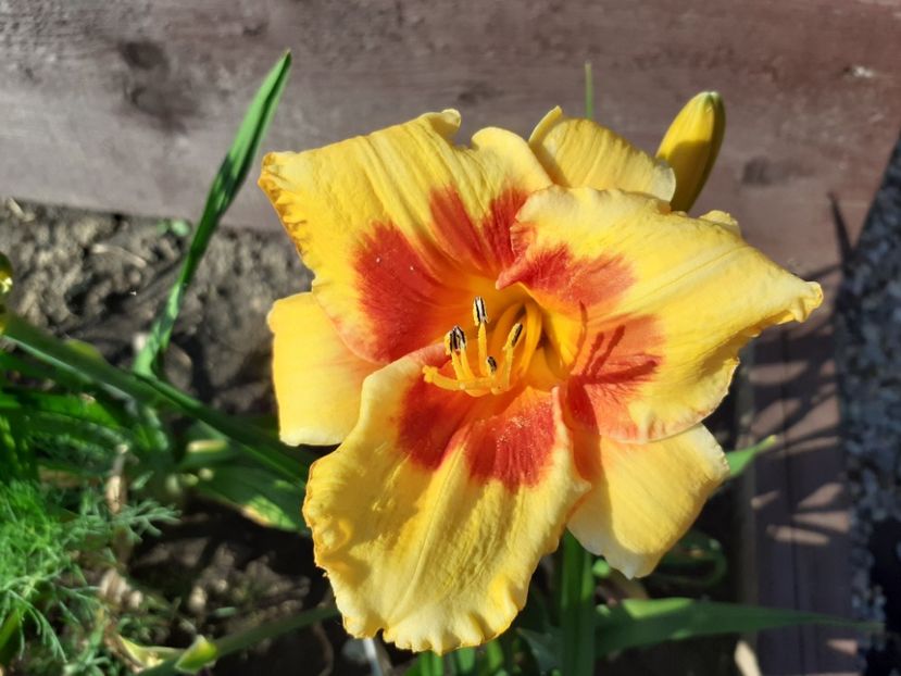 Love those eyes seara - Hemerocallis 2021