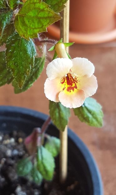 Yellow Queen Hi - Achimenes 2021