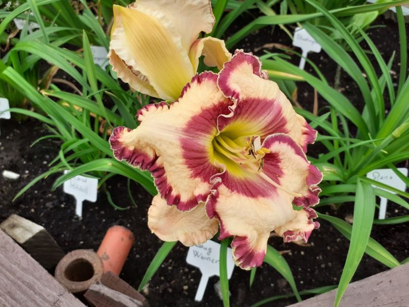 Doug Warner - Hemerocallis 2021