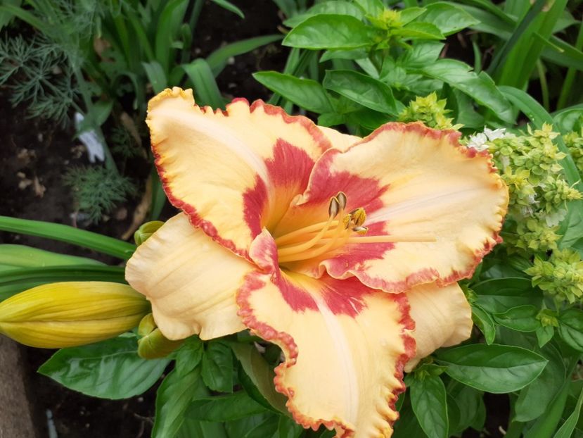 C'est la Vie - Hemerocallis 2021