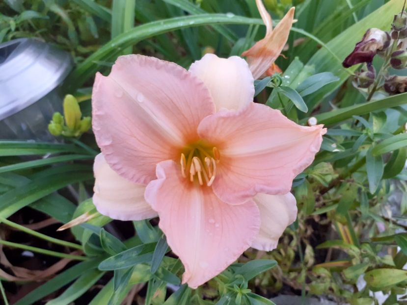 On and On - Hemerocallis 2021