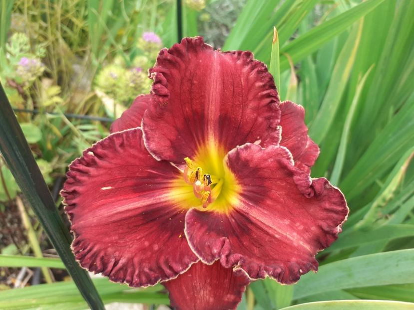 Purplelicious - Hemerocallis 2021