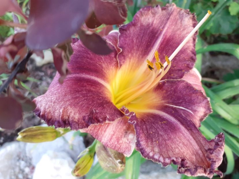 Nn - Hemerocallis 2021