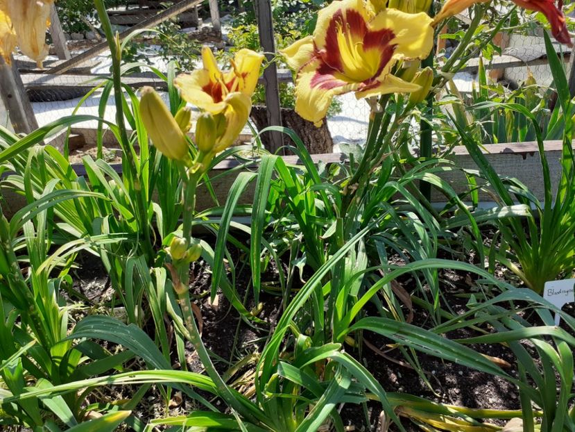 El desperado - Hemerocallis 2021