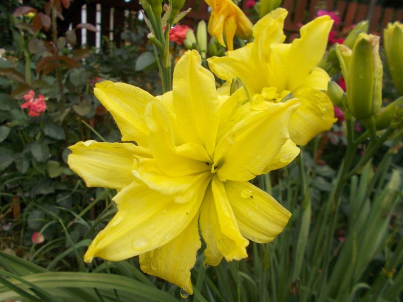 DOUBLE RIVER WYE - Hemerocallis 2021