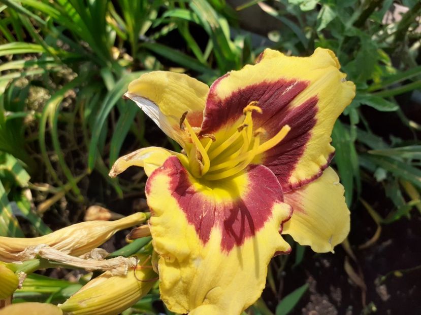  - Hemerocallis 2021