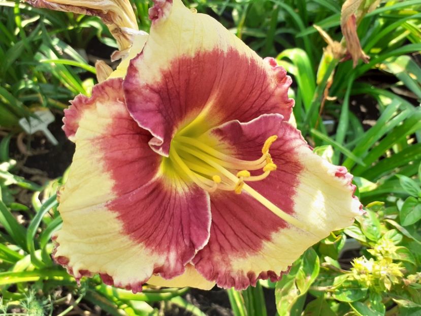 Midsummer Eyes - Hemerocallis 2021