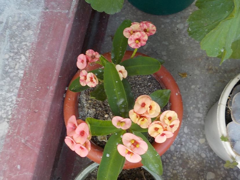  - euphorbia milli