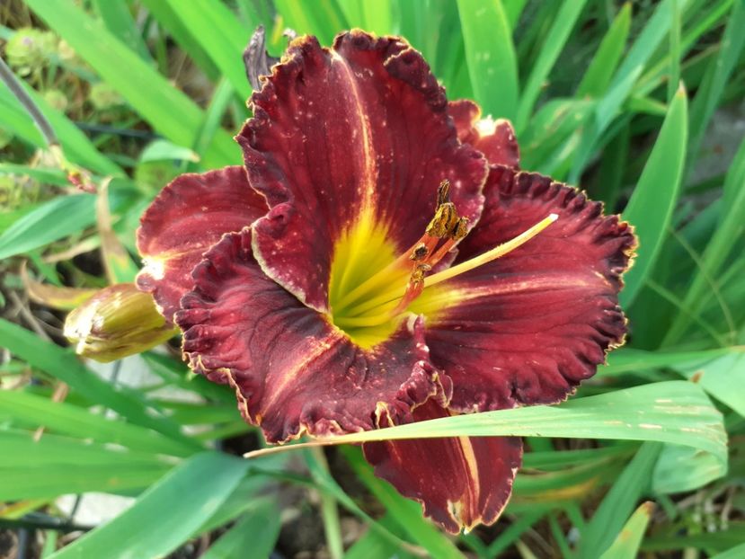 Purplelicious - Hemerocallis 2021