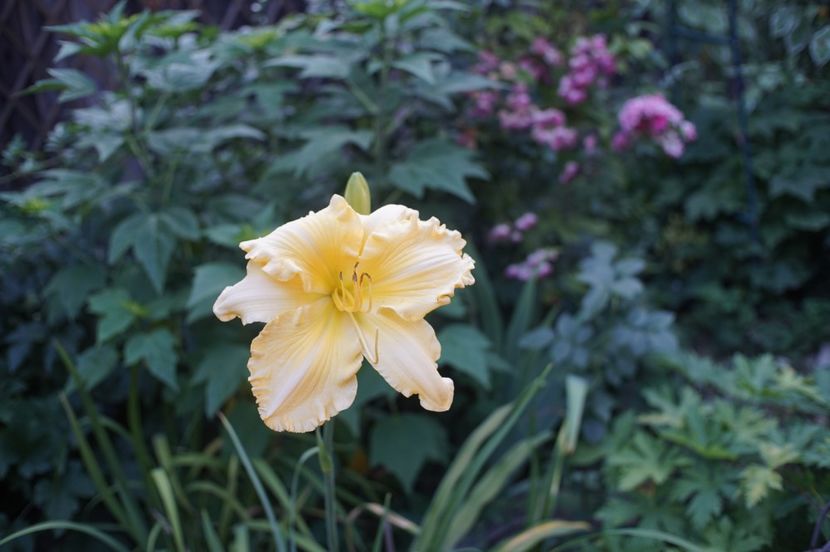  - Hemerocallis 2020- 2021- 2022