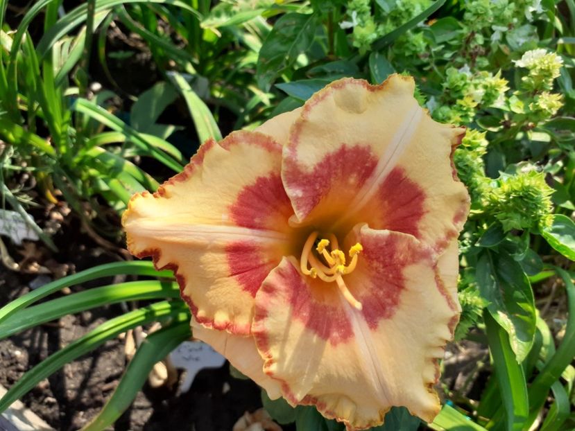 C'est la vie - Hemerocallis 2021