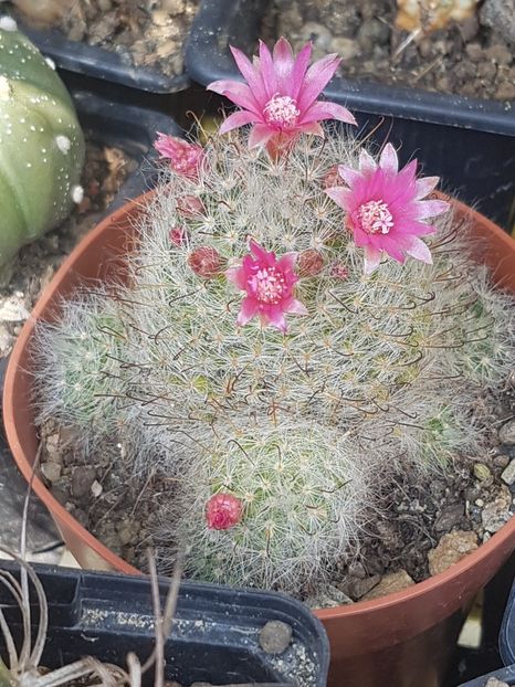  - Mammillaria