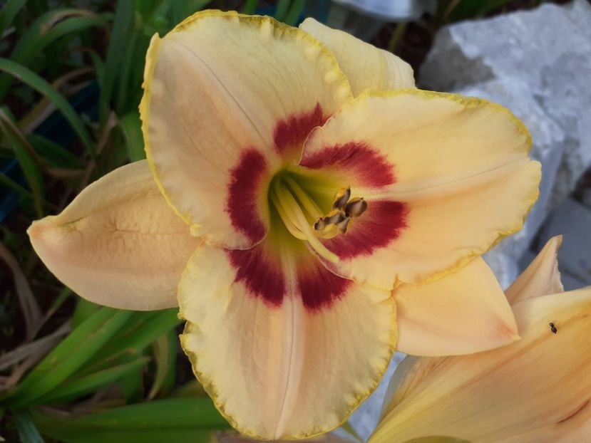 Custard candy - Hemerocallis 2021