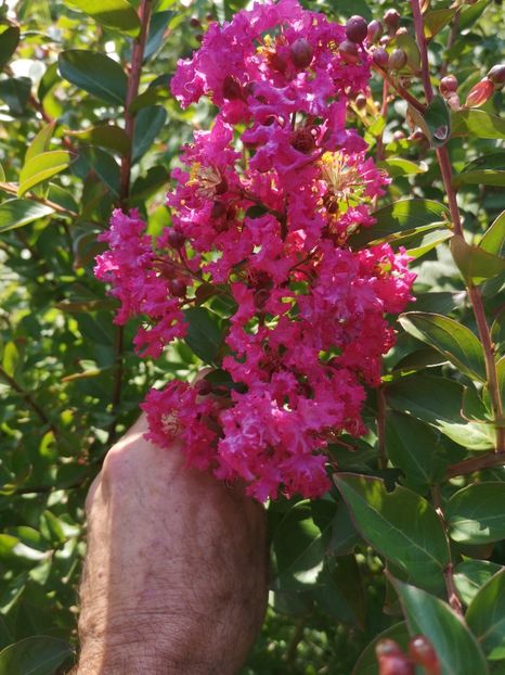 lagestroemia roz inchis Pink - arbori ornamentali 2021