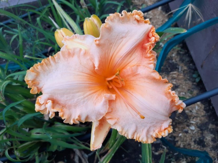 Orange cream - Hemerocallis 2021