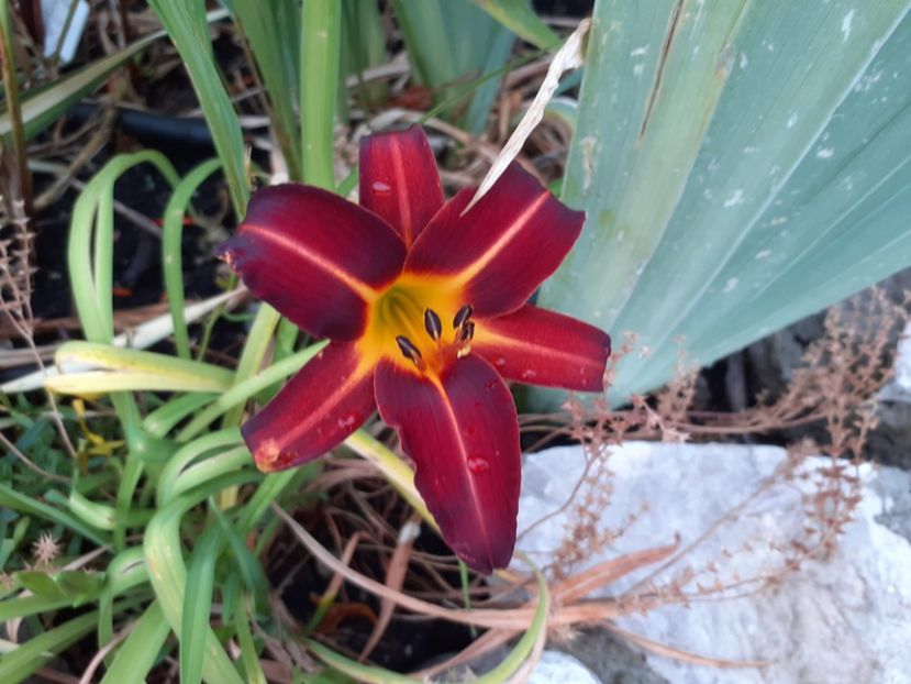 Autumn red - Hemerocallis 2021