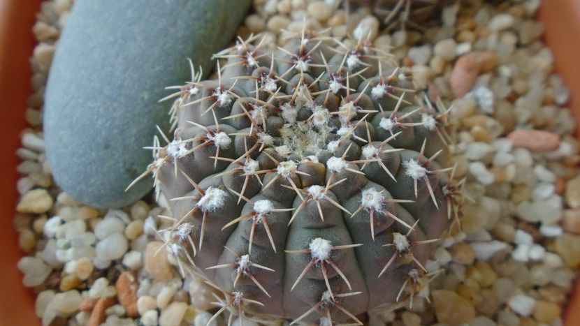 Gymnocalycium quehlianum - Cactusi 2021 Gymnocalycium