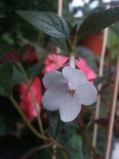 Dot - Achimenes varietati - drumul florilor