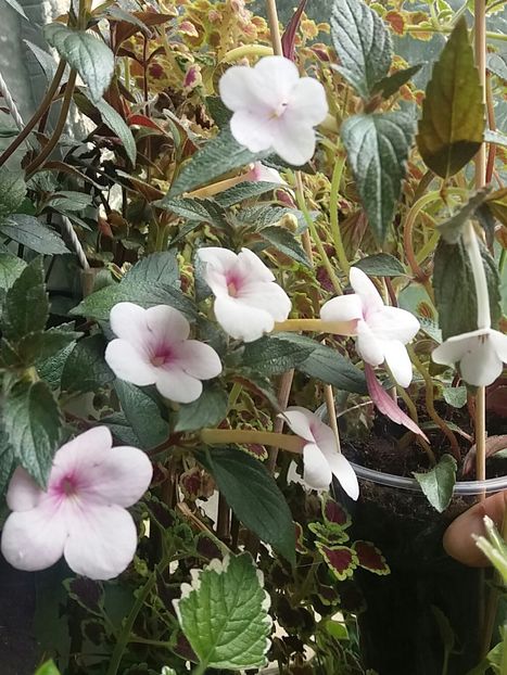 Peach blossom (jos) & Dot (sus) - Achimenes varietati - drumul florilor