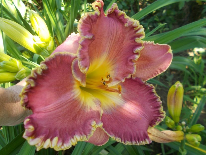  - Hemerocallis 2021