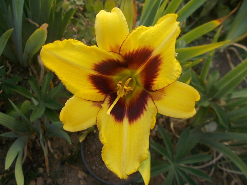  - Hemerocallis 2021