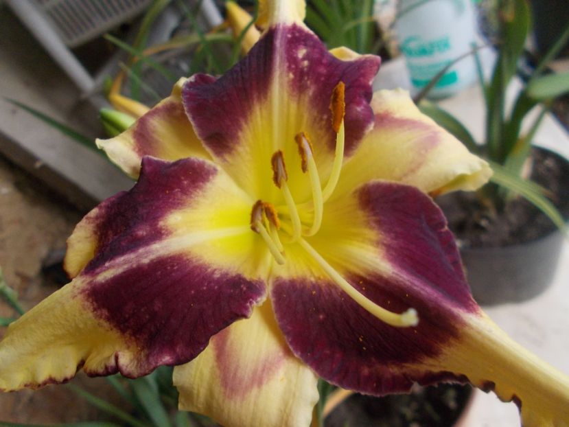  - Hemerocallis 2021