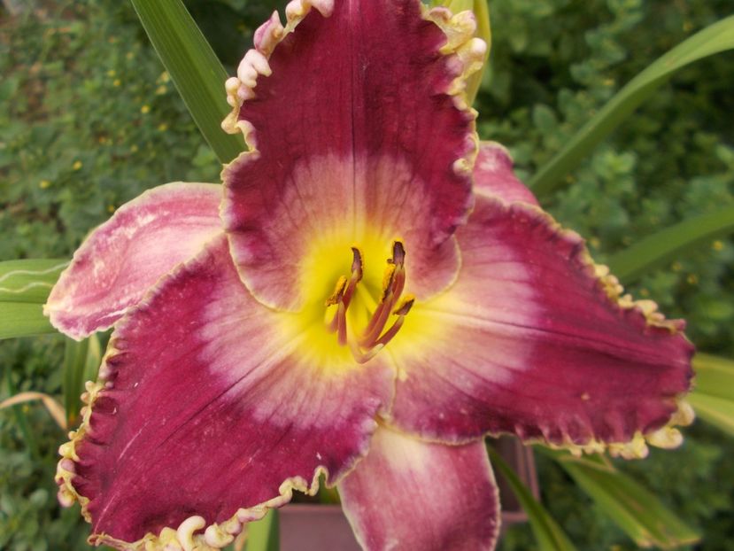  - Hemerocallis 2021