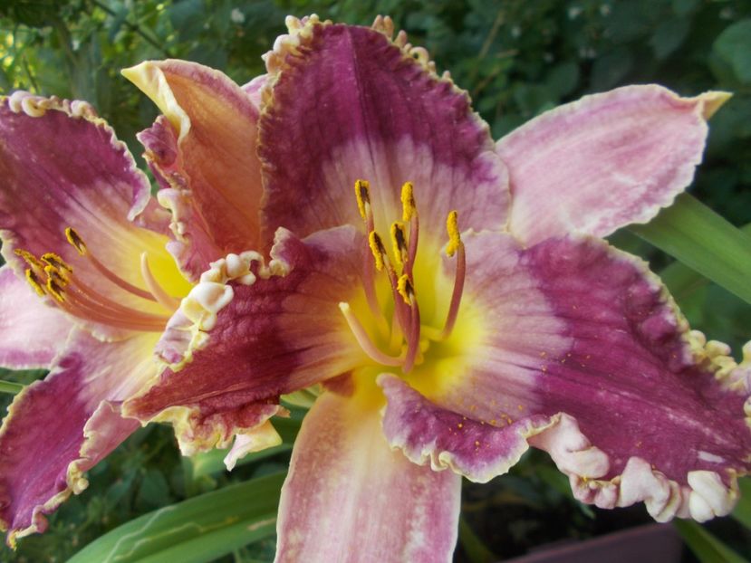  - Hemerocallis 2021