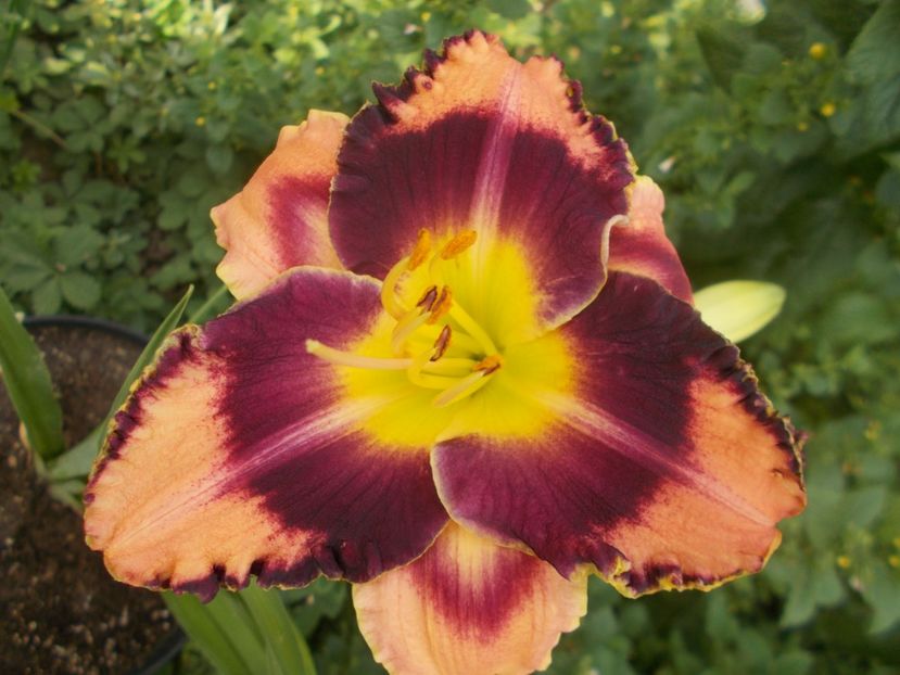  - Hemerocallis 2021