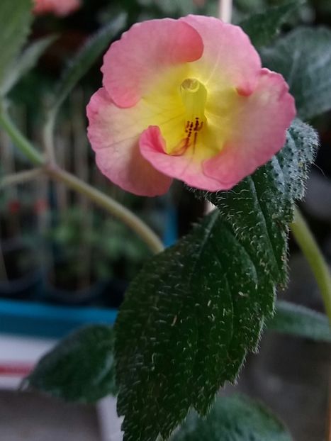 Strawberry lemon - Achimenes varietati - drumul florilor