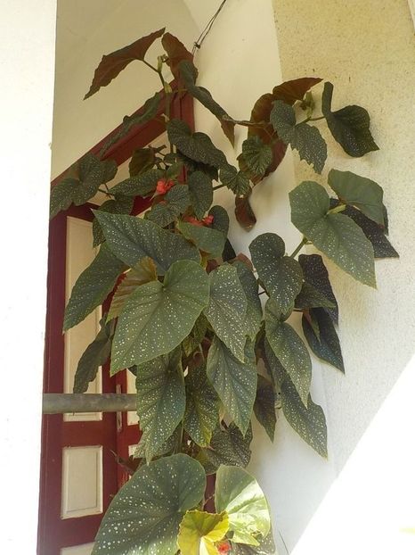  - begonia lucernae