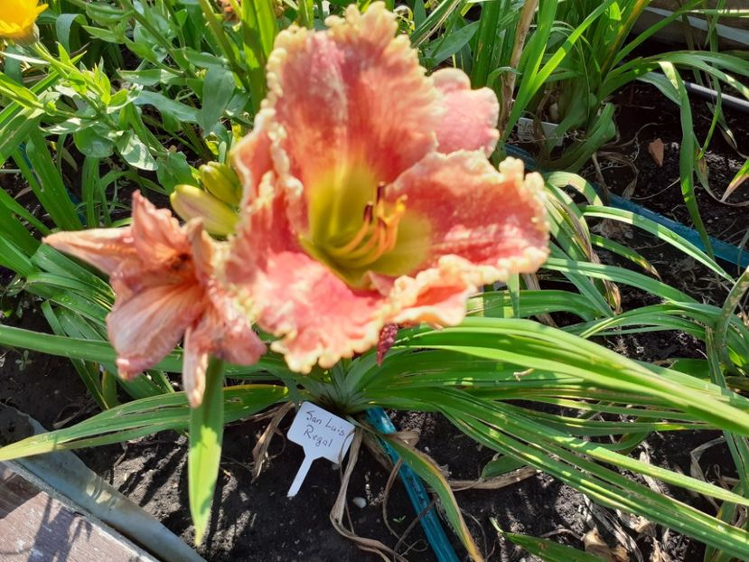 San Luis Regal - Hemerocallis 2021