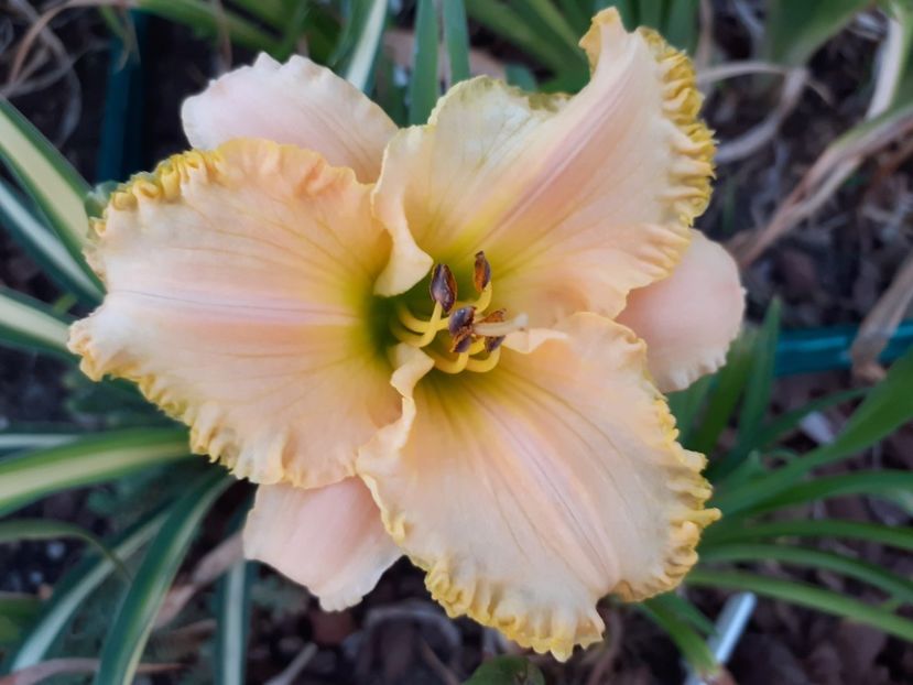 Ed Brown - Hemerocallis 2021