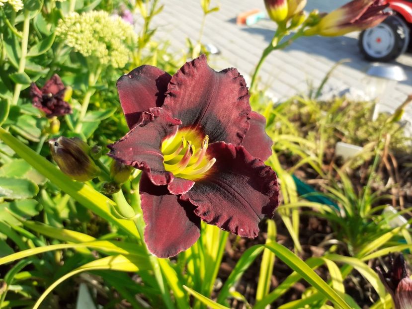 Cinderella dark side - Hemerocallis 2021