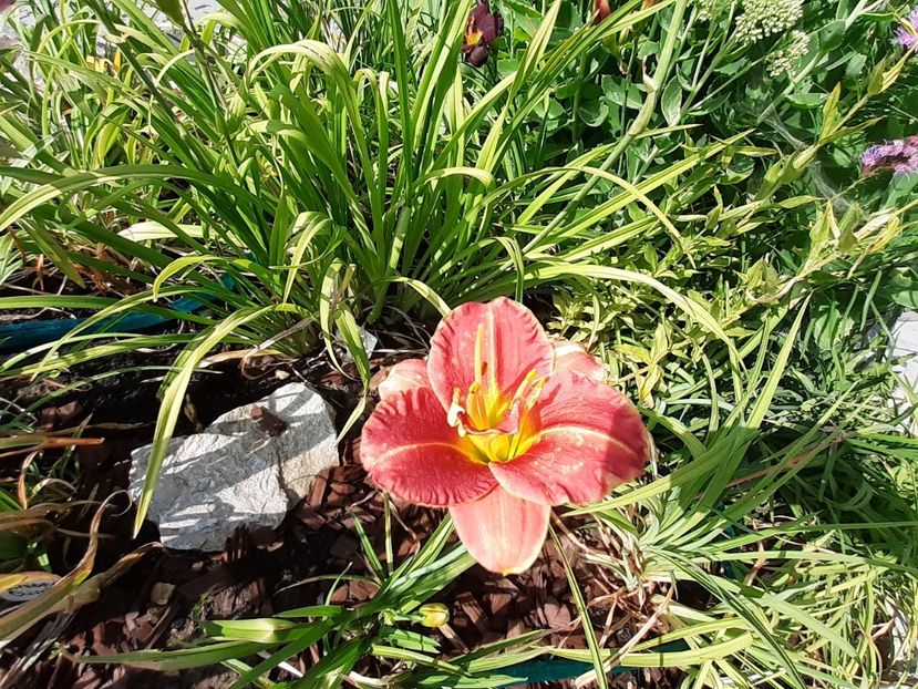 Two to tango - Hemerocallis 2021