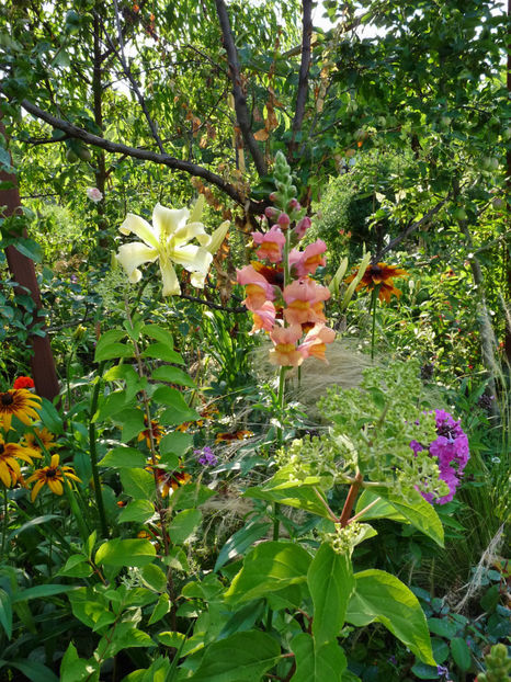  - Gura leului - Antirrhinum majus