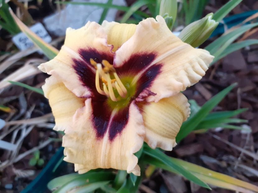 Elfin escapade - Hemerocallis 2021