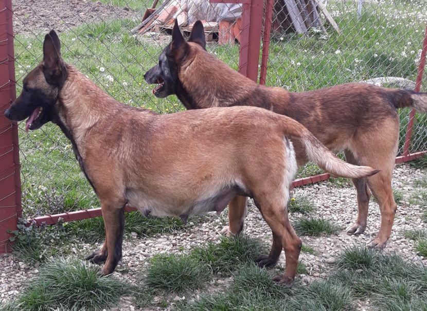  - Ciobanesc belgian malinois