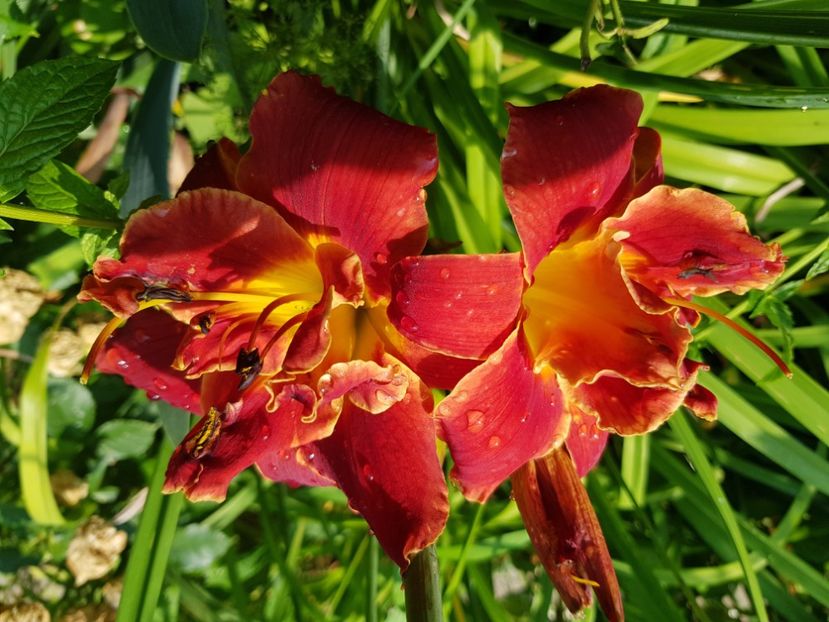  - Hemerocallis 2021