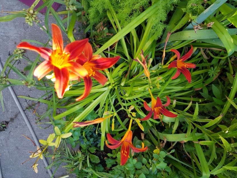  - Hemerocallis 2021