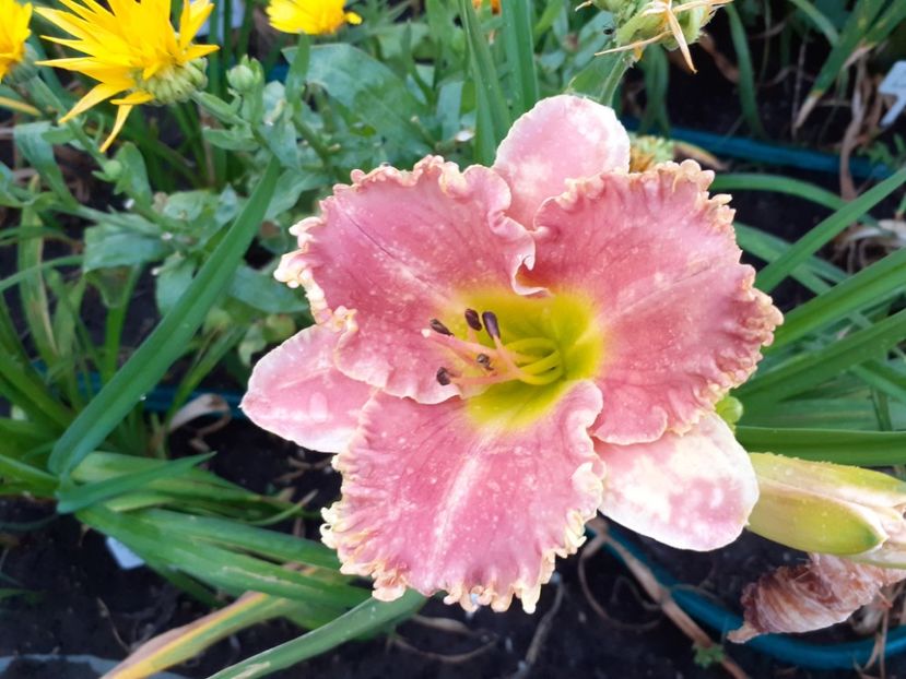 San Luis Regal - Hemerocallis 2021