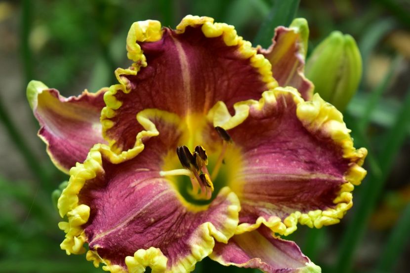  - Hemerocallis 2021