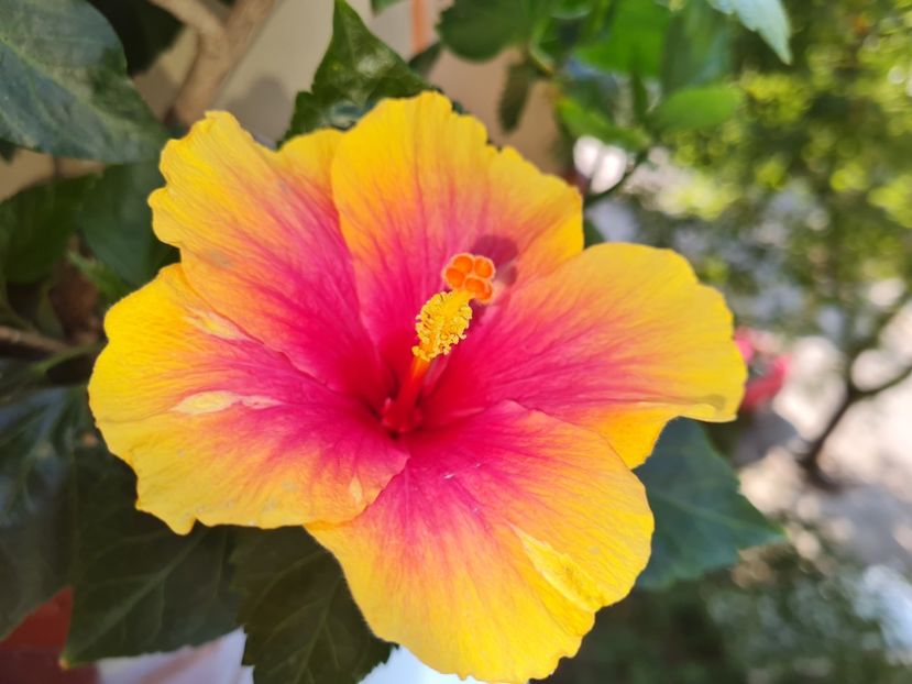  - Hibiscus Jolly