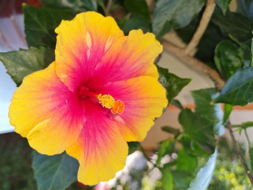  - Hibiscus Jolly