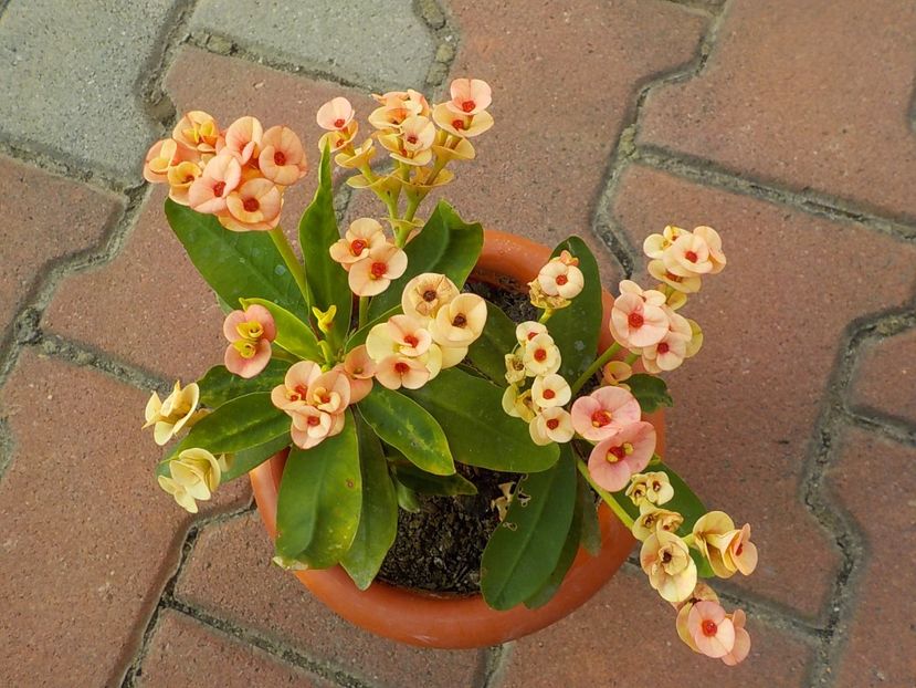  - euphorbia milli