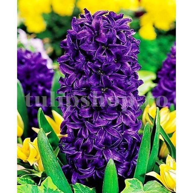 bulbi-zambile-purple-star3-hyacinthus-da - 0 Dorinte implinite - 2022