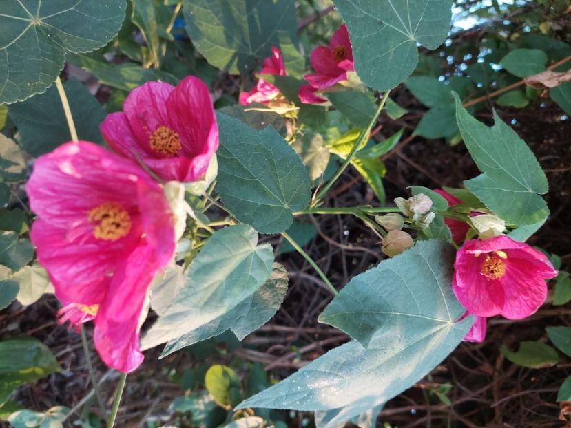 Abutilon cu flori 50 lei - w Produse livrate